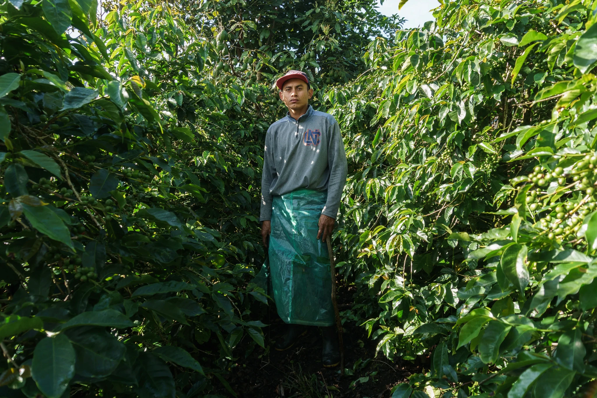 A person stands amidst lush green coffee plants, wearing a long-sleeve shirt, pants, a protective green apron, and a red cap. Sunlight filters through the leaves, highlighting the dense foliage surrounding them.