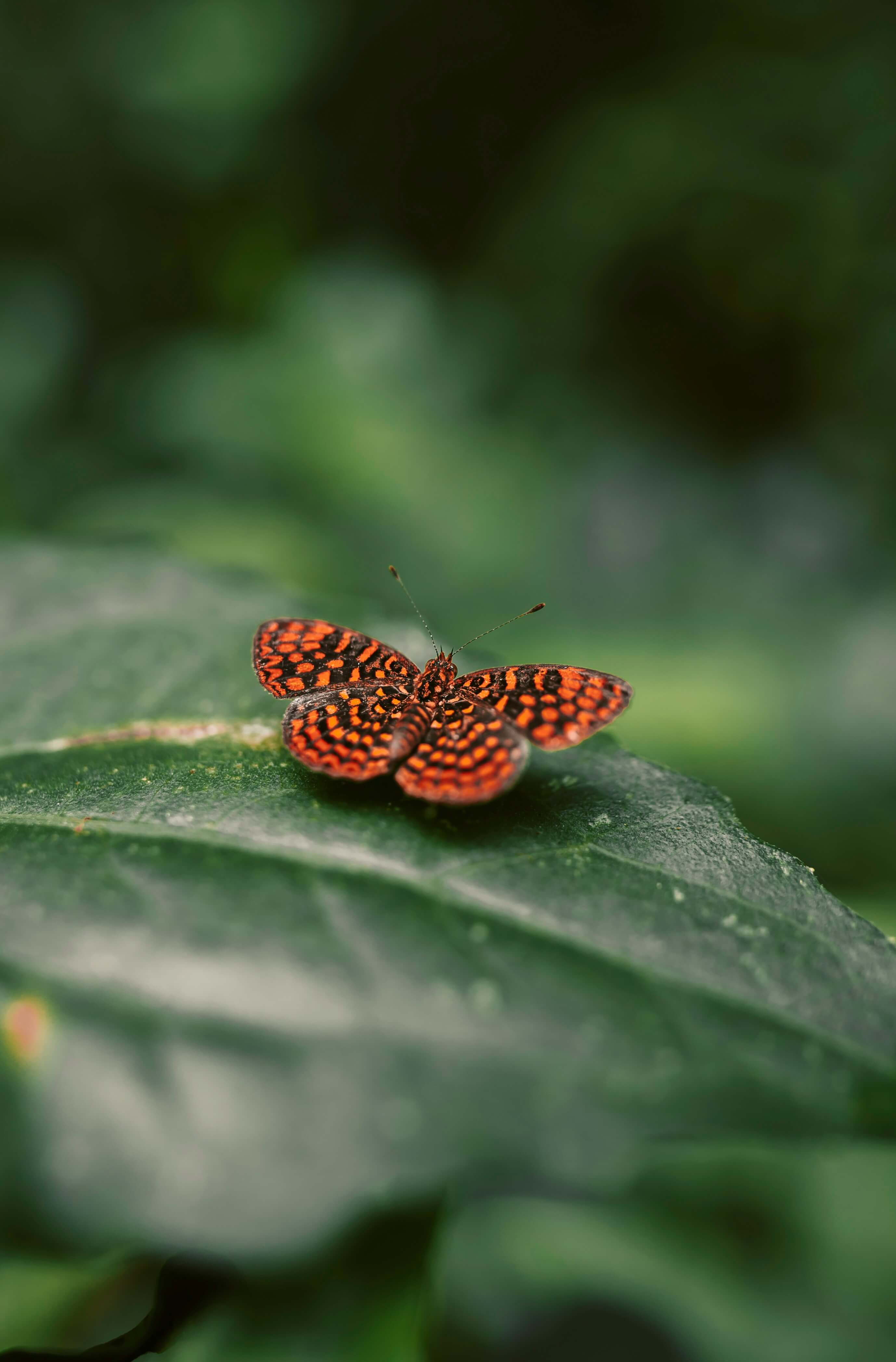 Colorful butterfly at Vieques National Wildlife Refuge, showcasing the diverse wildlife and natural beauty of the Caribbean.