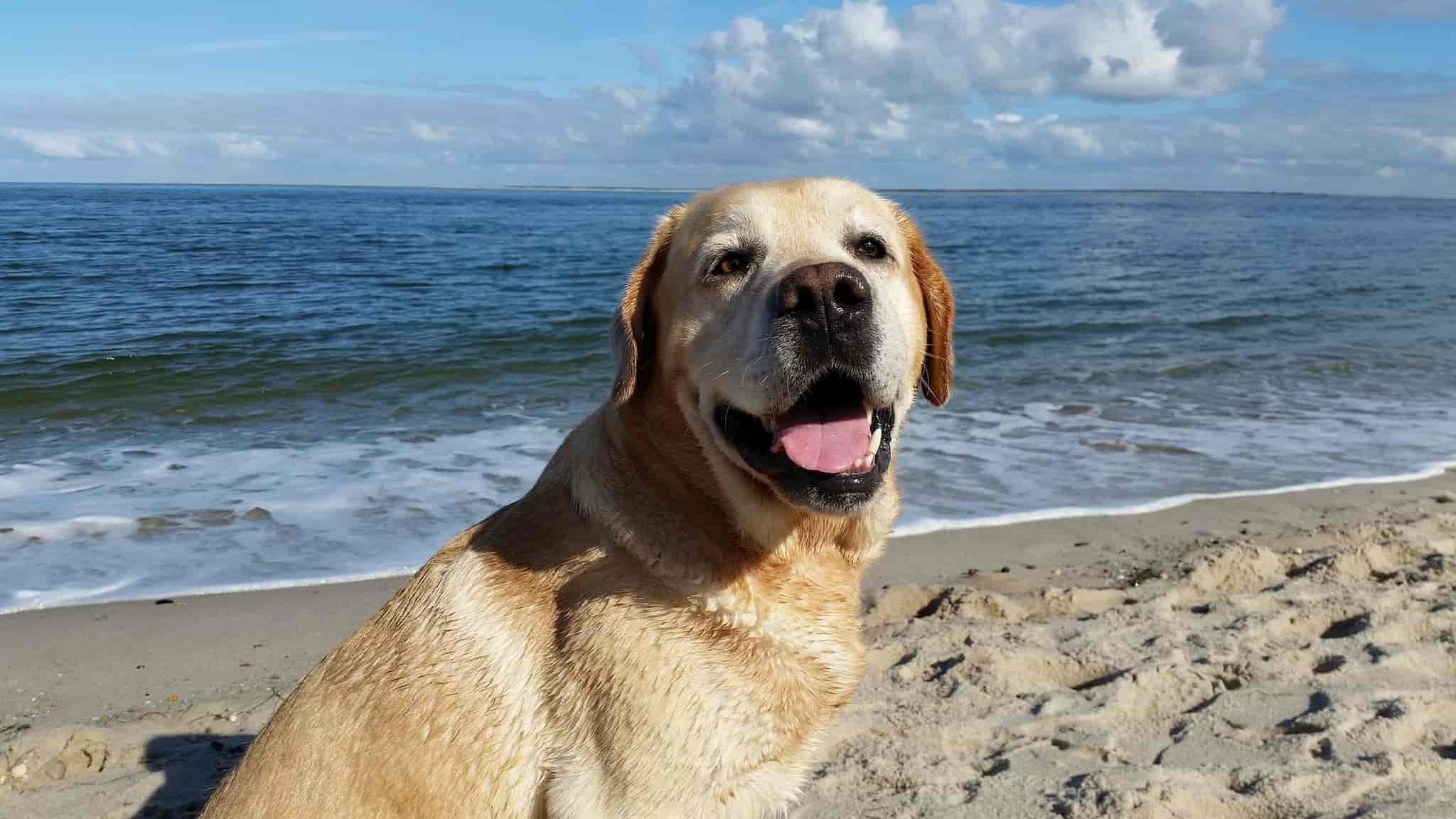 A Labrador Retriever is standing on the sand on the beach.