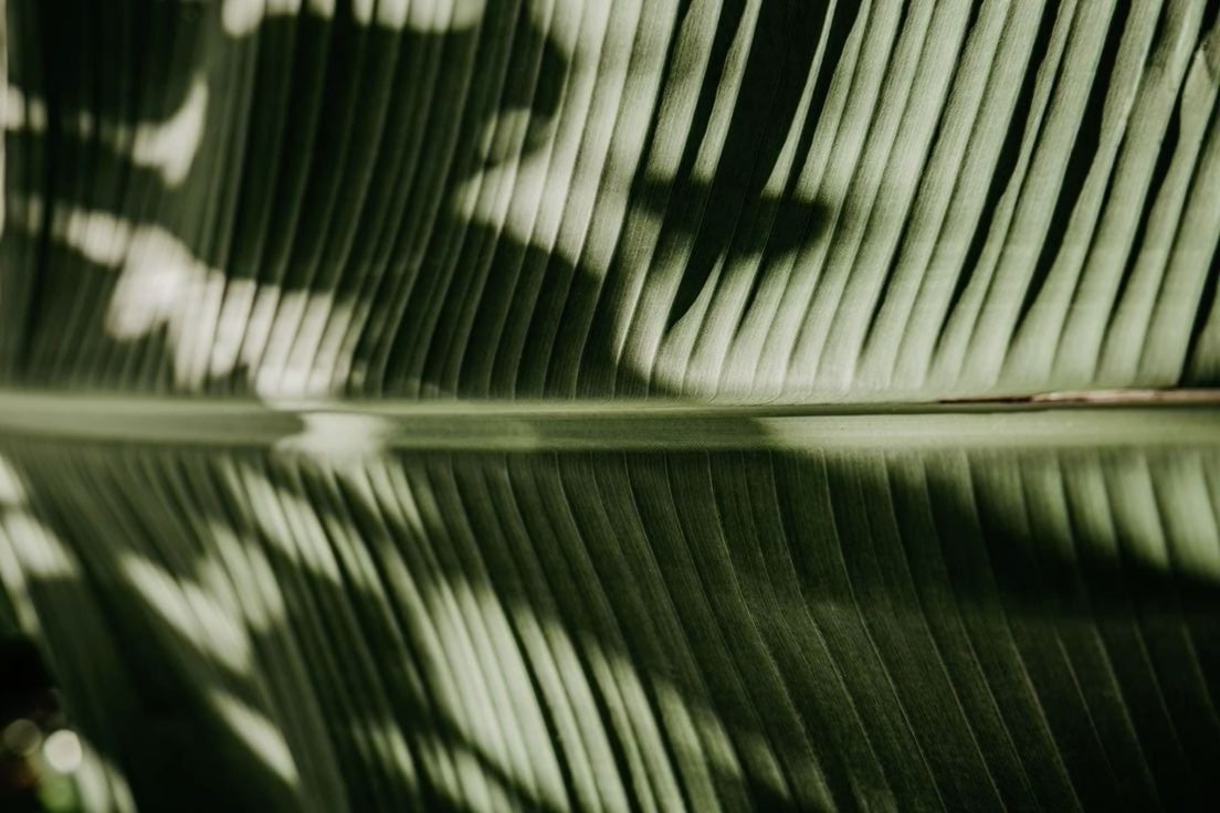 Leaf with Light