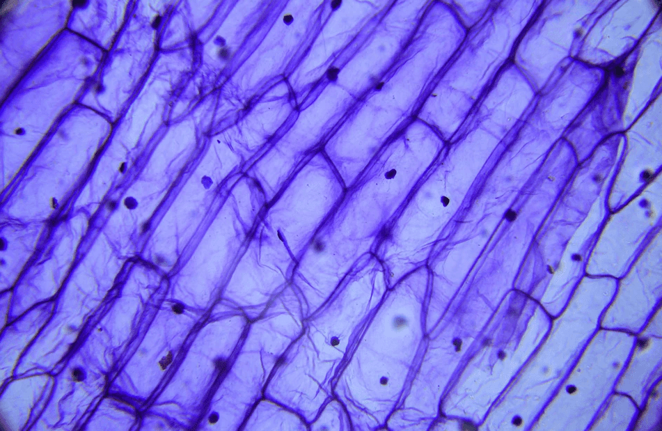 Microscope image