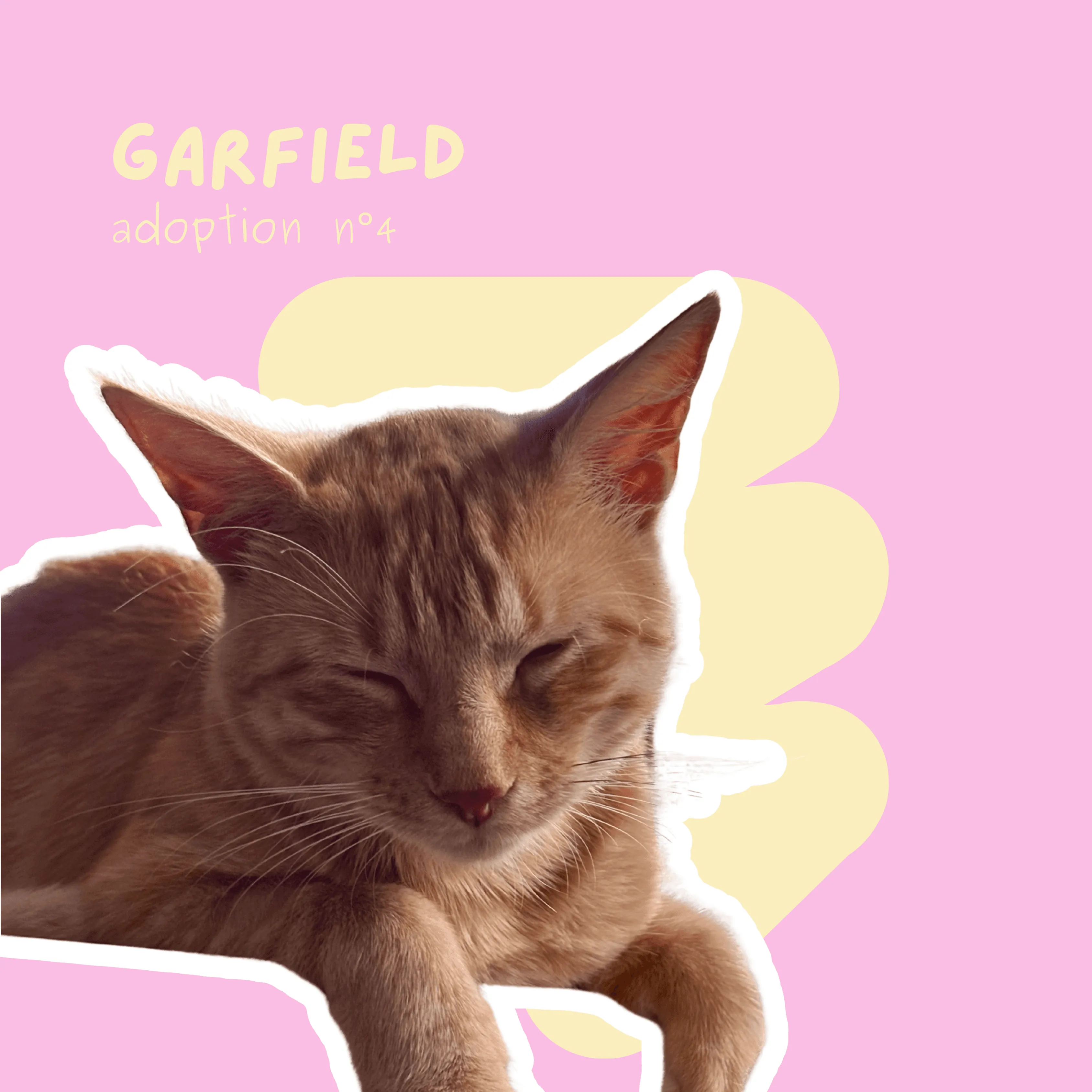 chat-garfield