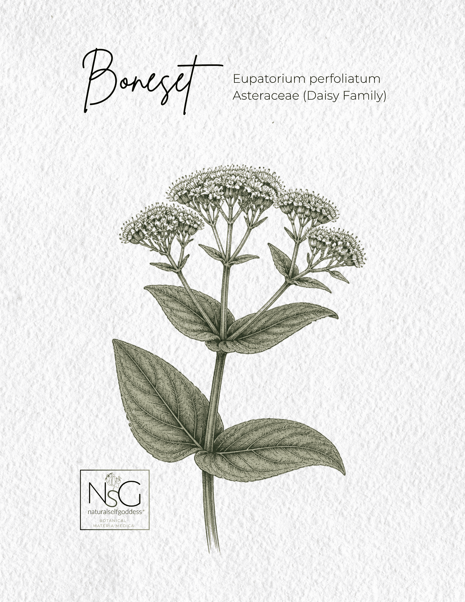 Alfalfa Materia Medica NaturalSelfGoddes 