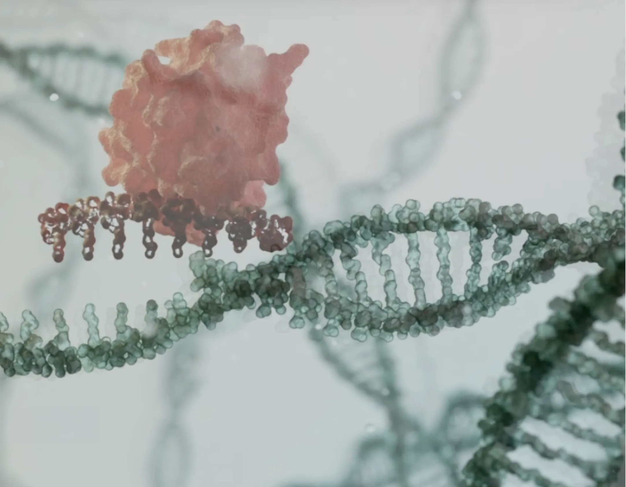 3D scientific animation visualising the cellular mechanism behind SRW Cel e
