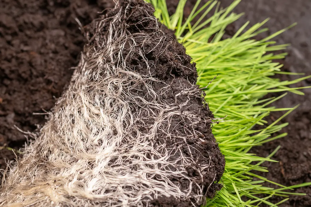 close up of healthy and thick grass roots