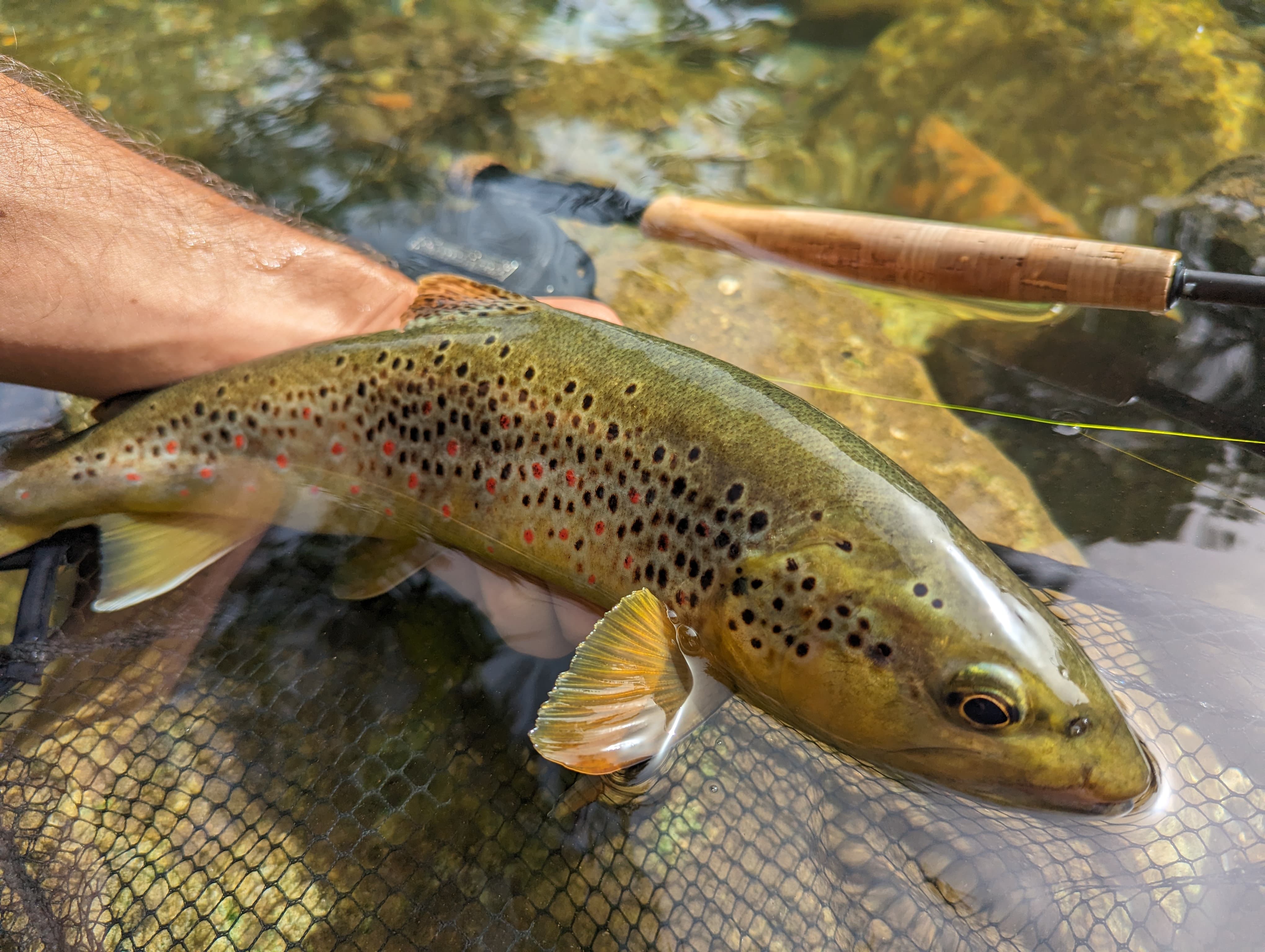 Book your fly fishing trip on the Tiber River in Tuscany, central Italy. Catch trout in stunning waters and enjoy local gourmet food and wine. Learn advanced fishing techniques from expert guides. Ideal for a fishing and culinary adventure.