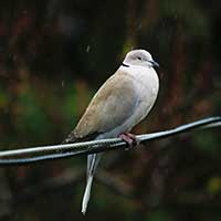 Dove