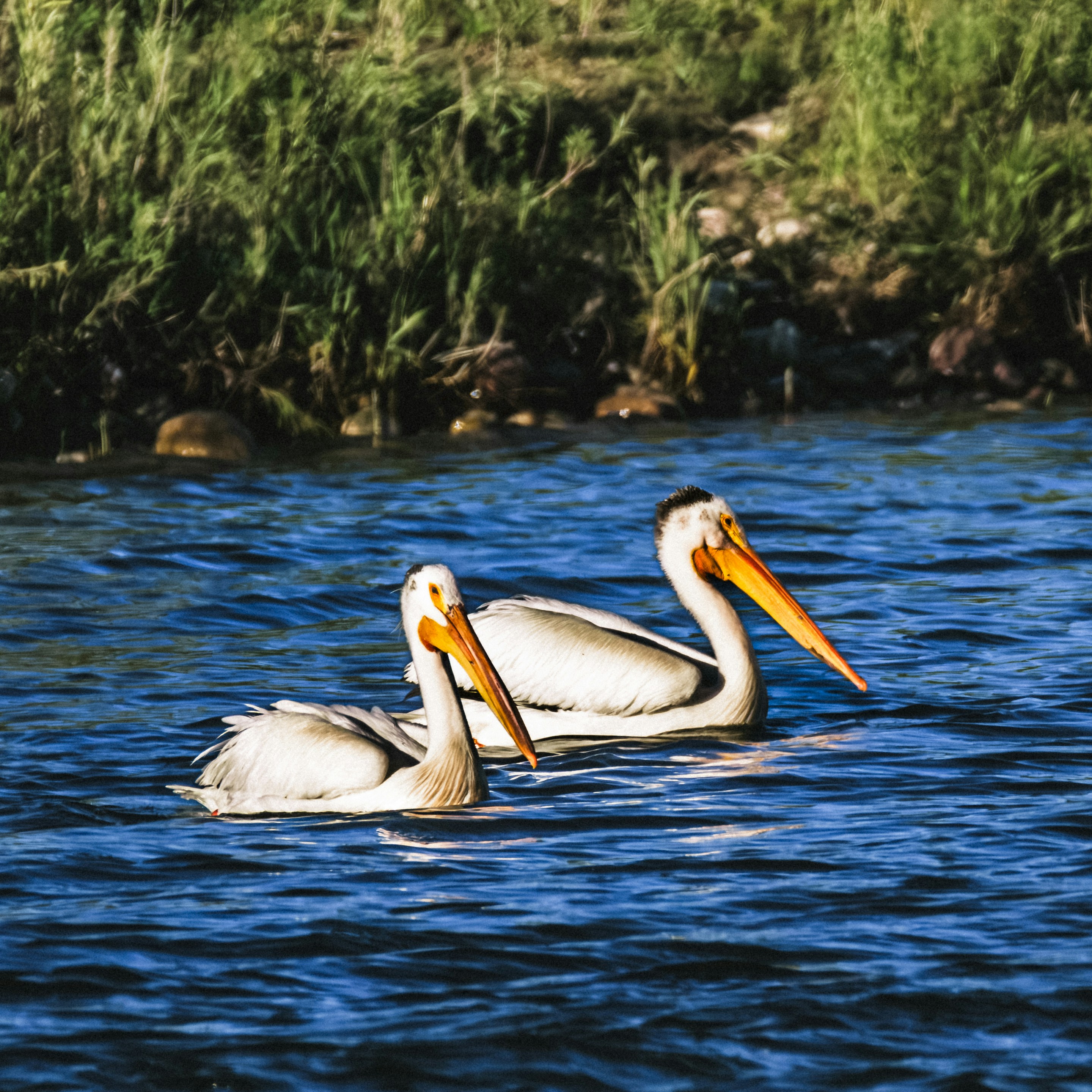 Three white pelicans swimming in the water