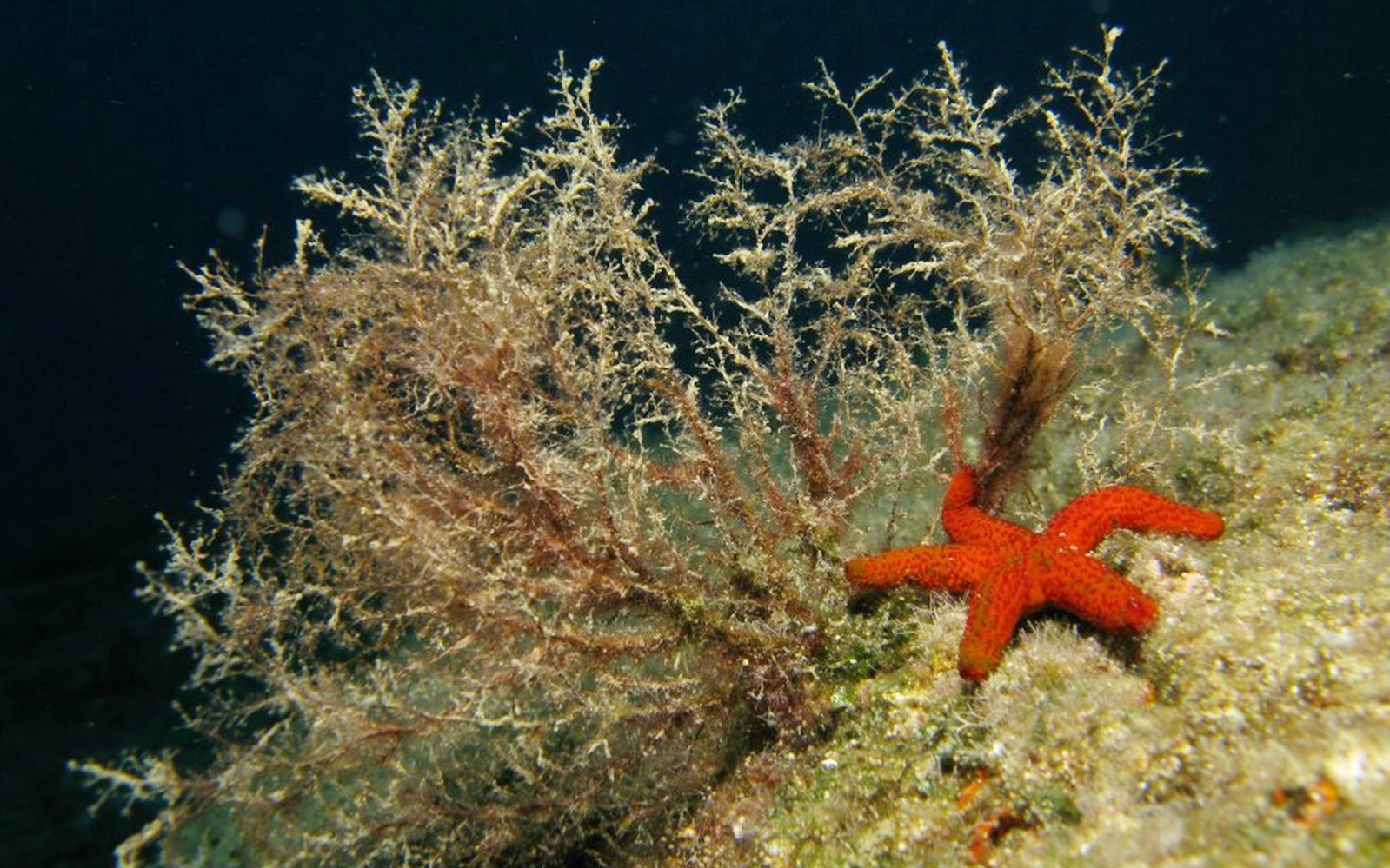 位于雅典内亚马克里（Nea Makri）的水下美景：红色海星与珊瑚。