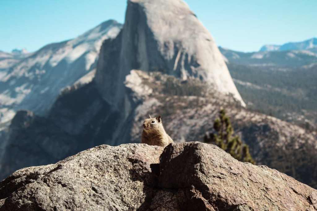 Yosemite wildlife