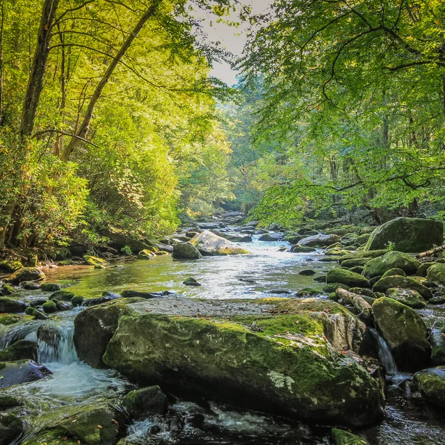 A rocky stream flowing through green woodland in the Smoky Mountains