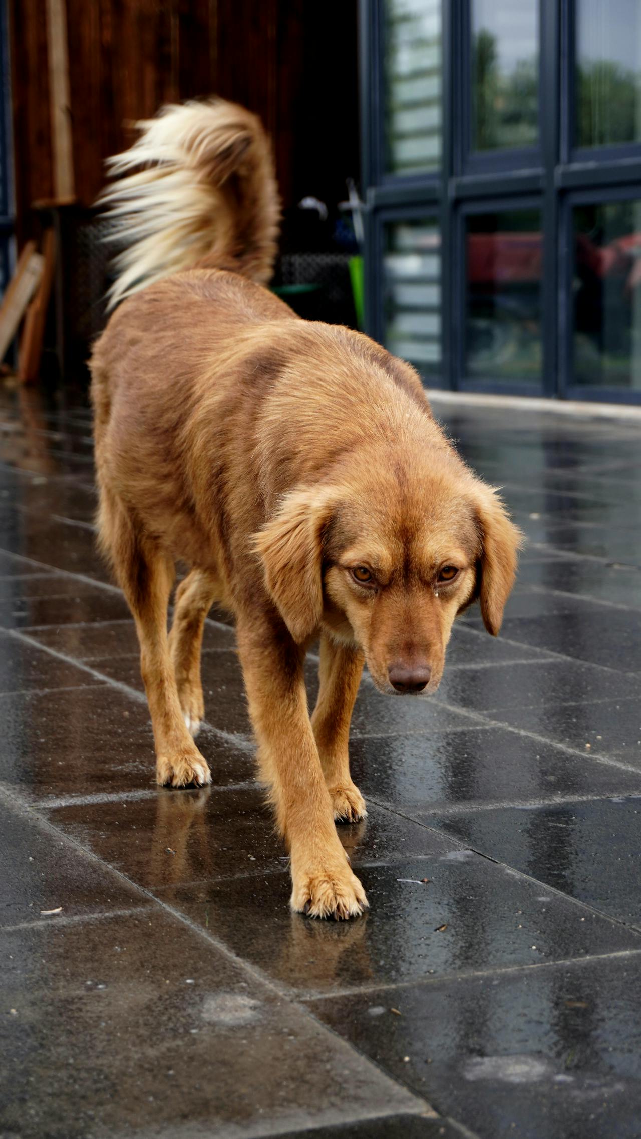 Brown dog walking on wet pavement with its dog tail raised and slightly curved.
