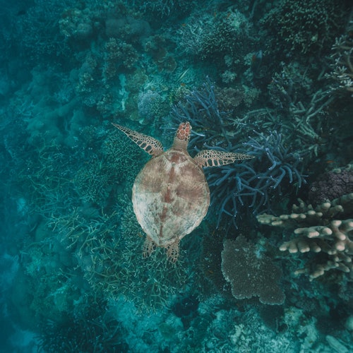 一隻海龜在清澈的藍綠水域上游過多彩的珊瑚礁。