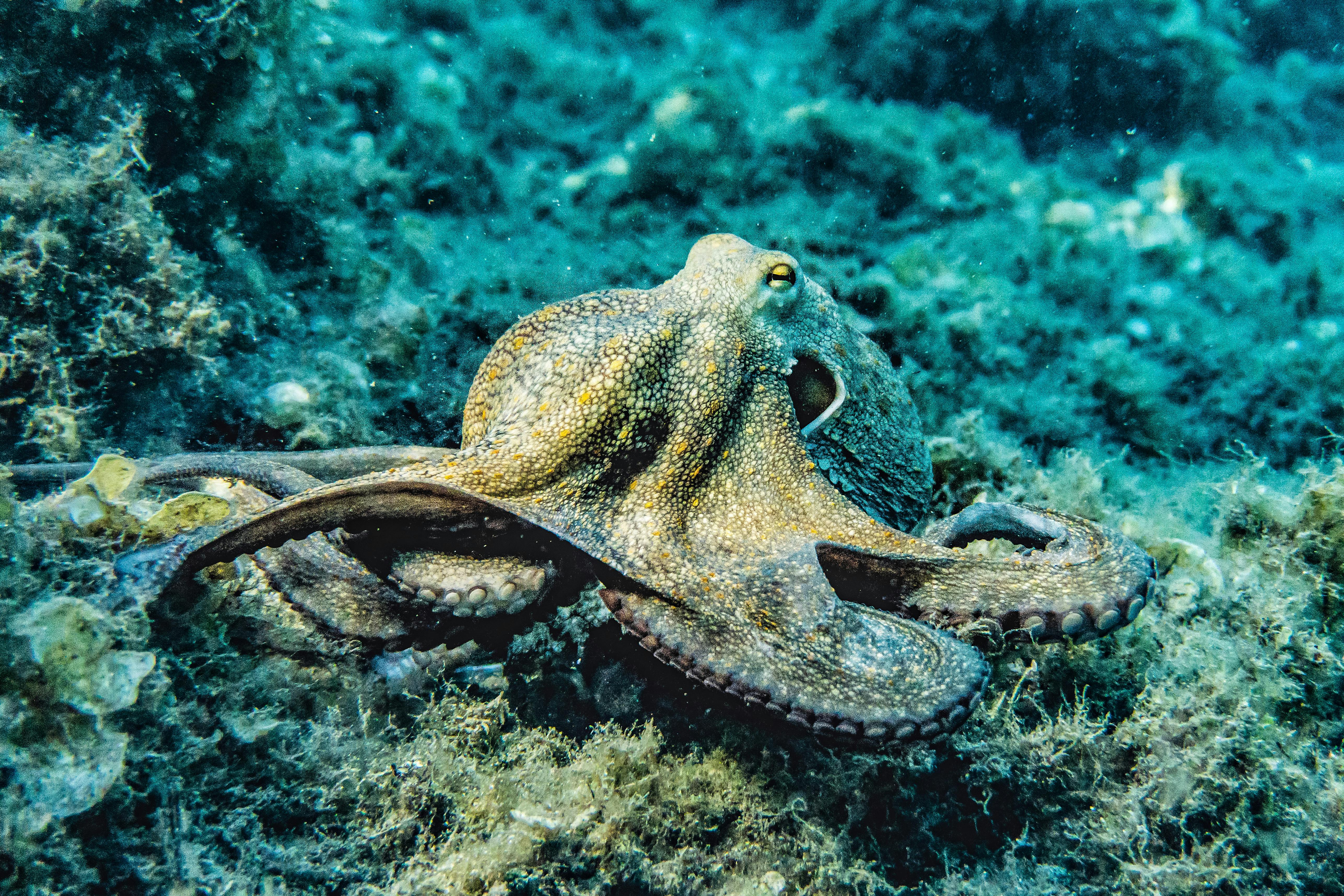 A beautiful octopus crawling over the ocean bed