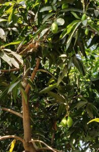 Raw mangoes hanging from a tree