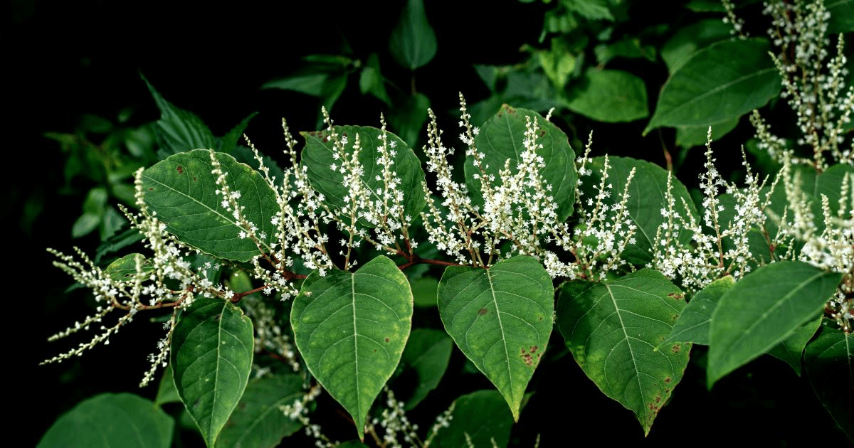 plantes envahissantes liste