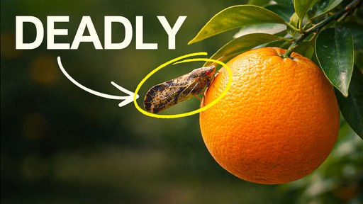 Thumbnail Design 4