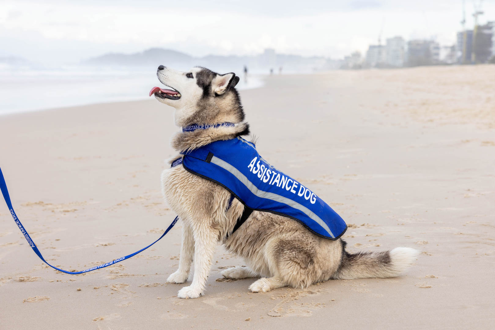 Husky at the beach wearing 'Assistance Dog' coat