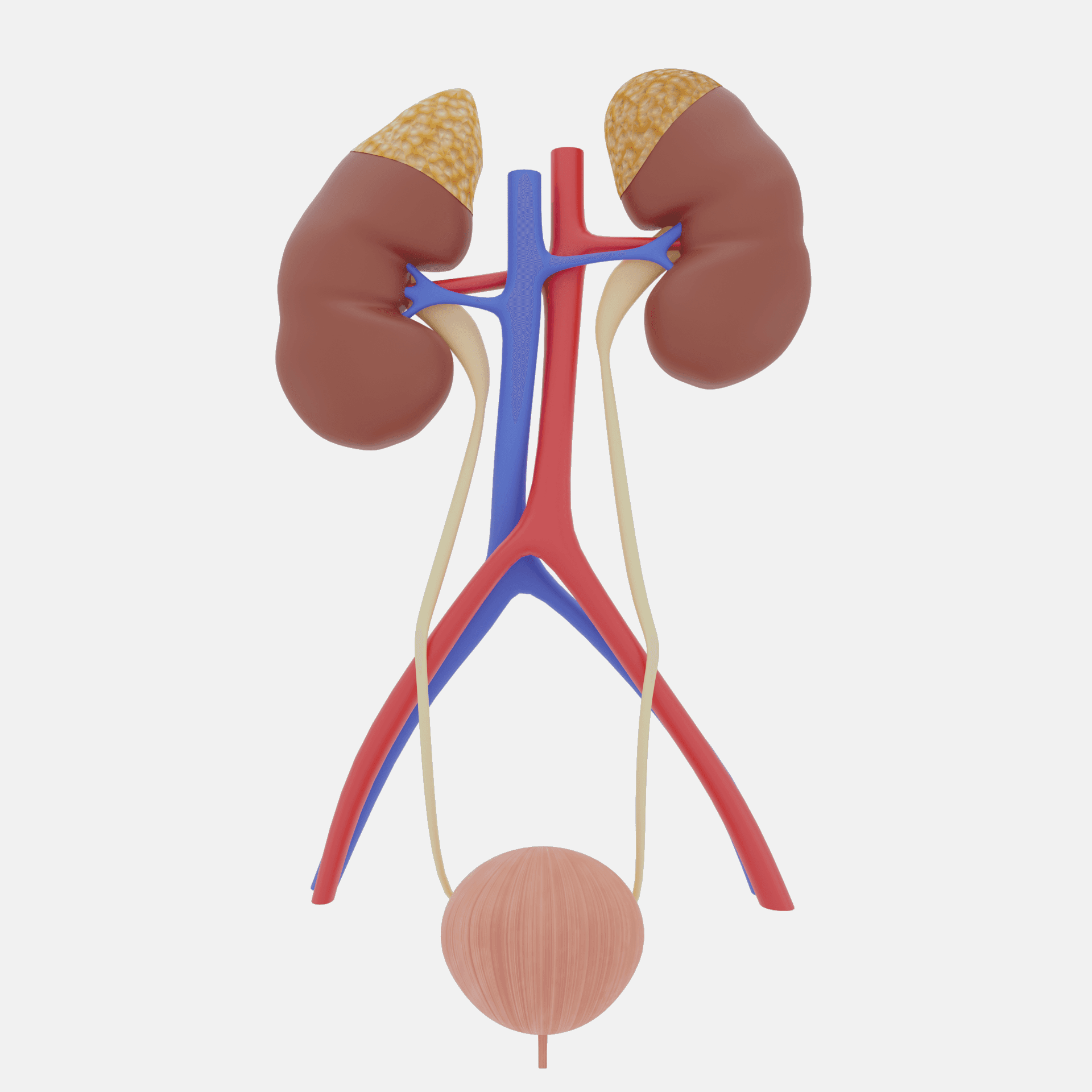 Urinary system anatomy kidney ureters vessels bladder