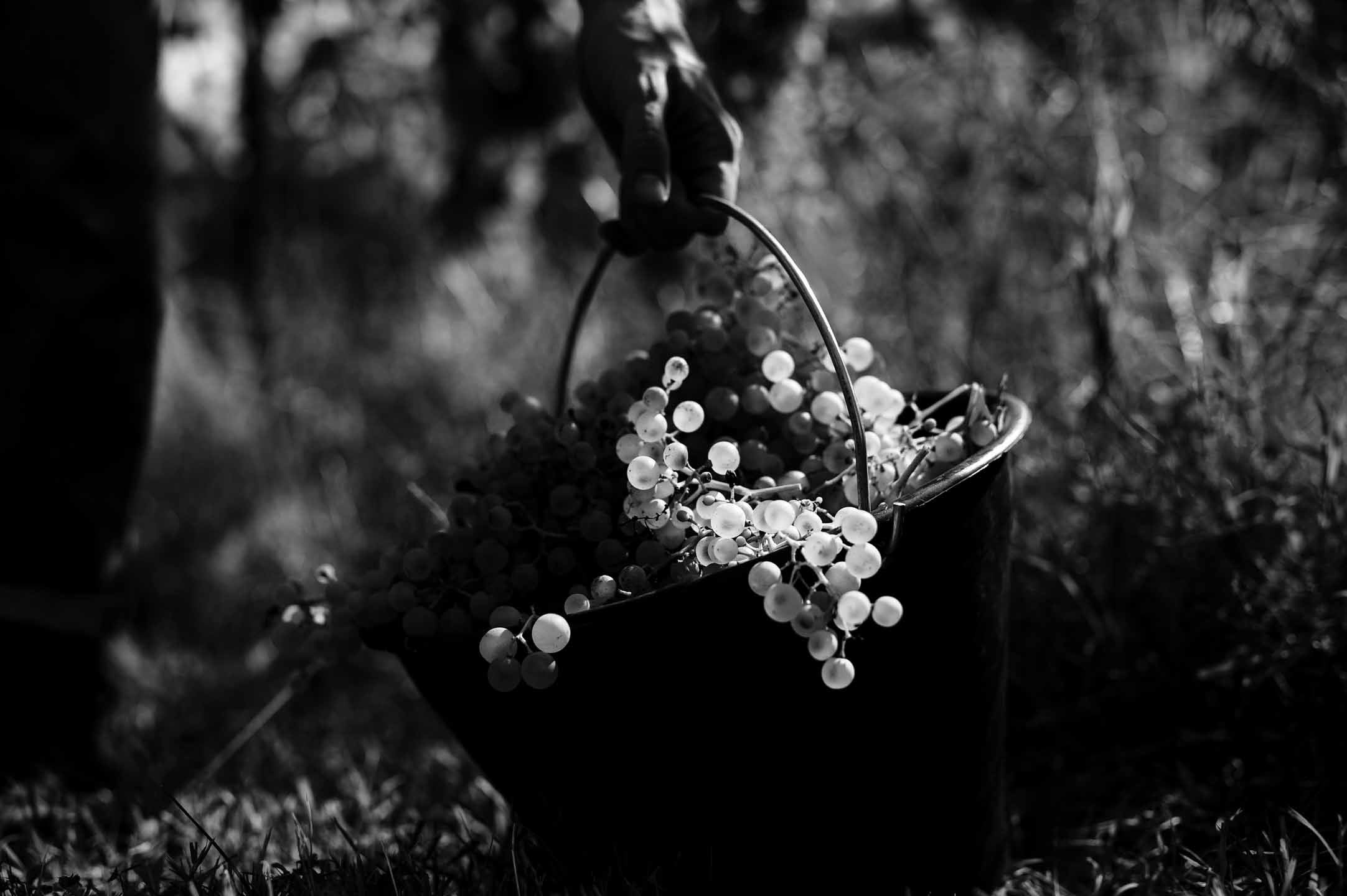 green grass field during daytime