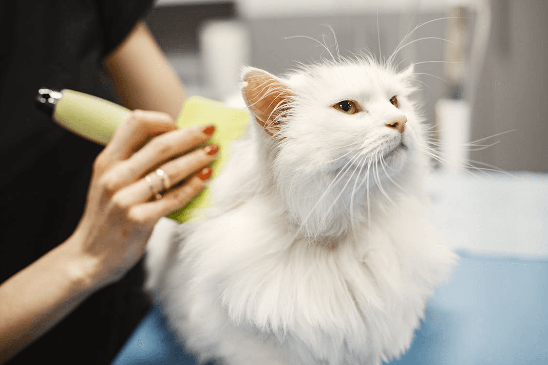 White long-haired cat is being groomed with a flea comb at a pet grooming session to remove cat fleas.