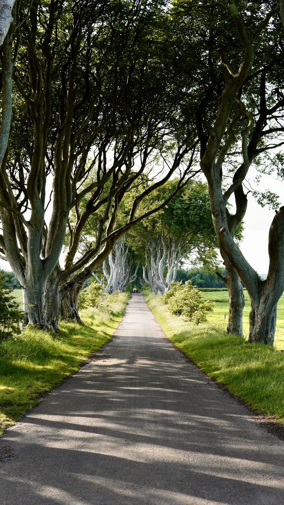 Trees in Ireland
