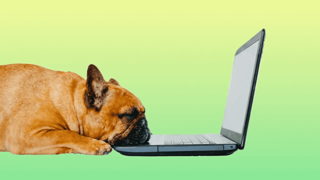 Cute brown french bulldog working on laptop at home and feeling tired.