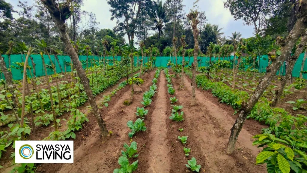 A Comprehensive Guide to Farmland Loans