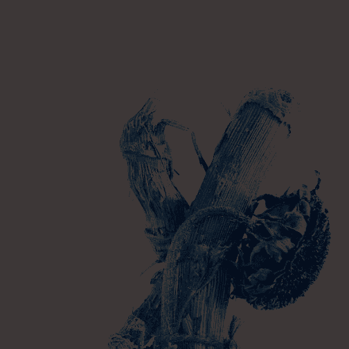 Contemporary dried floral composition in black, bold and contemplative