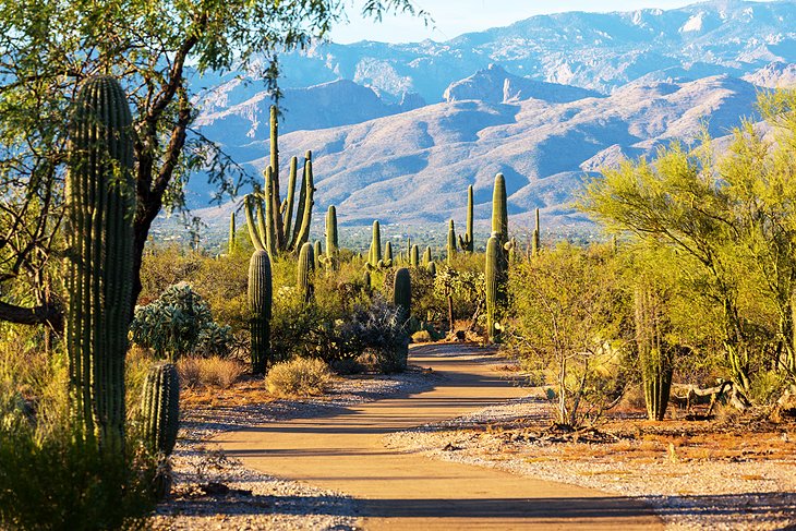 Tuscon Nature Photo