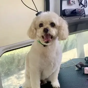 freshly groomed furry small dog