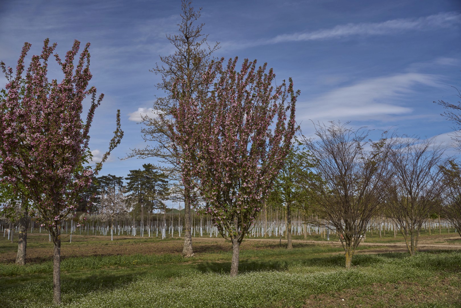 Malus ‘Van Eseltine’ mit schmalem, aufrechtem Wuchs und dichter Krone aus zahlreichen rosafarbenen Blüten.