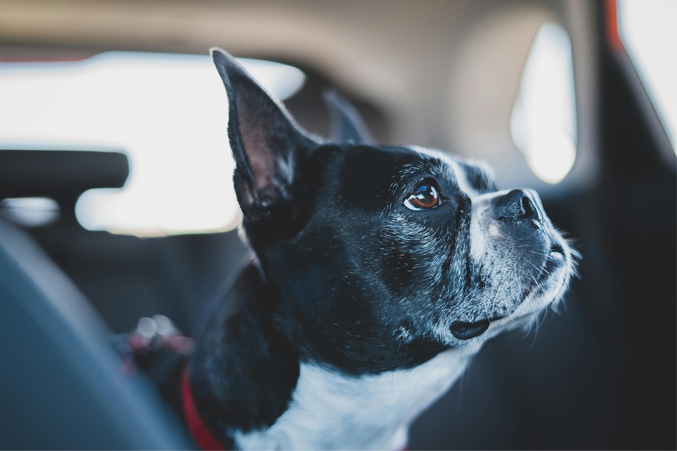 Cute dog looking out the window of a car