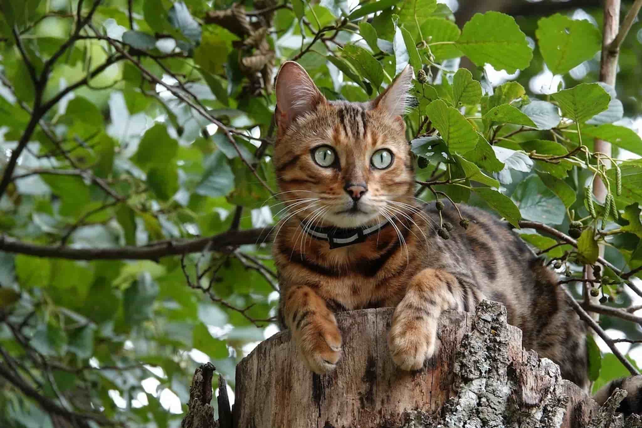 Bengal Cat Breed History