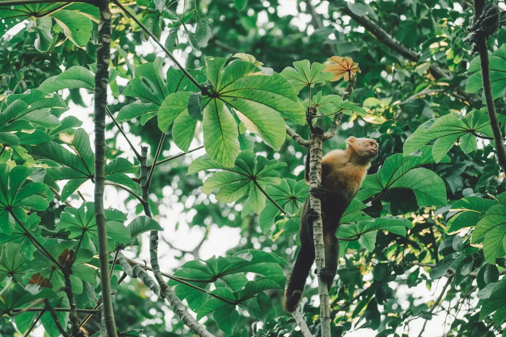 Monkey clinging to a tree branch in a lush green forest.