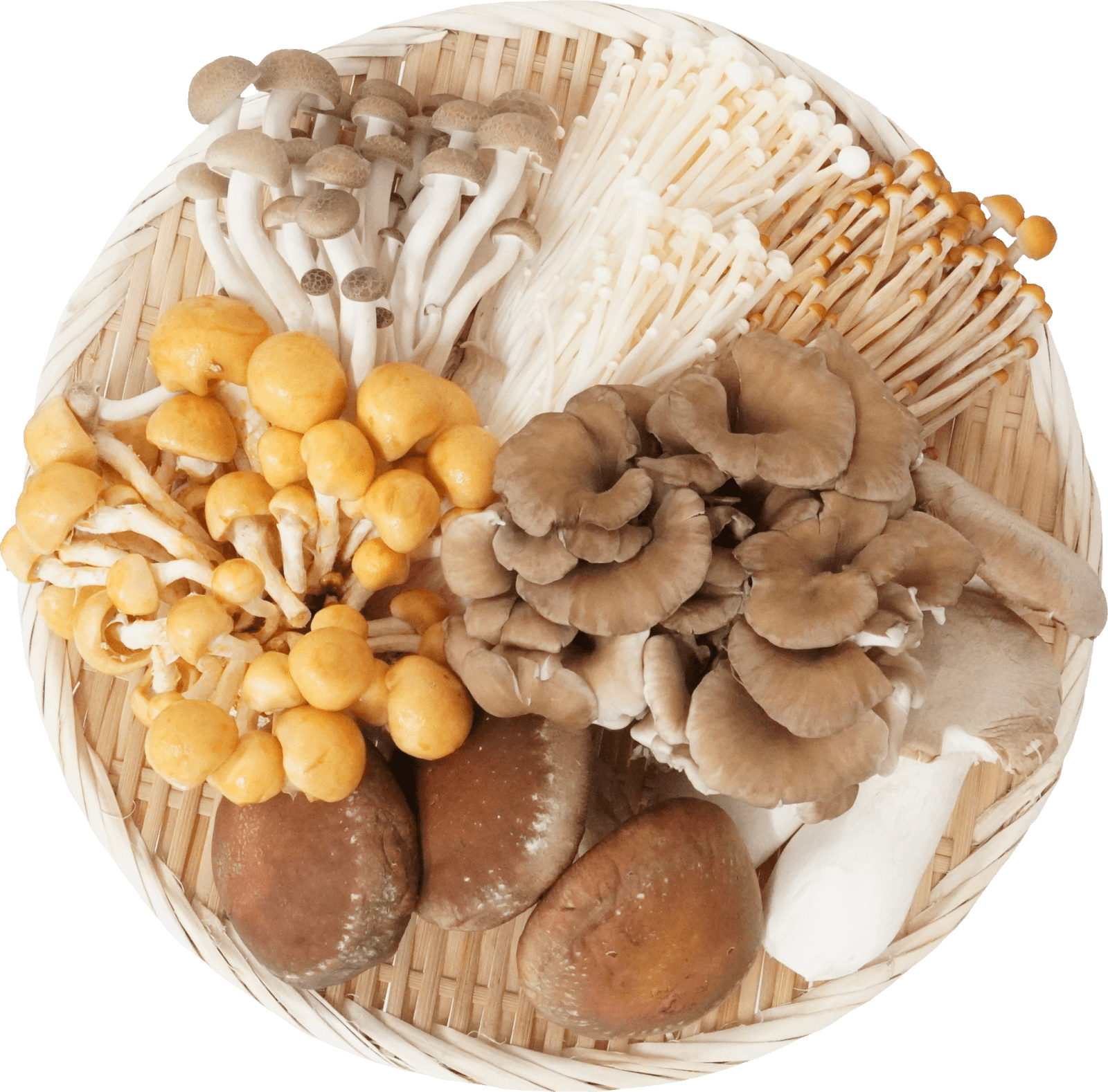 An assortment of mushrooms