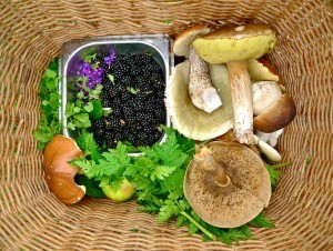 Foraging at Talldungen