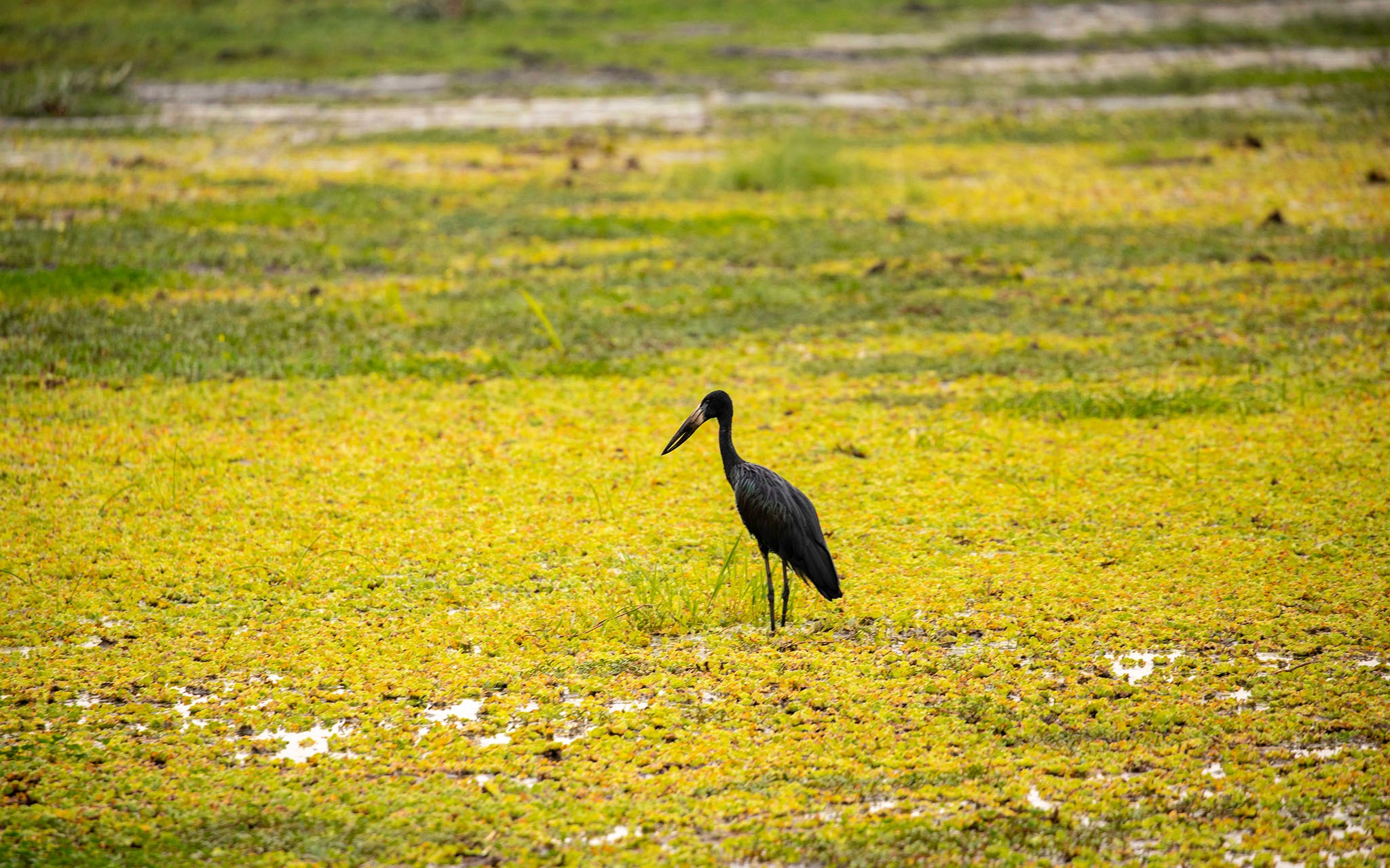 An African Openbill in the Queen Elizabeth Marshes