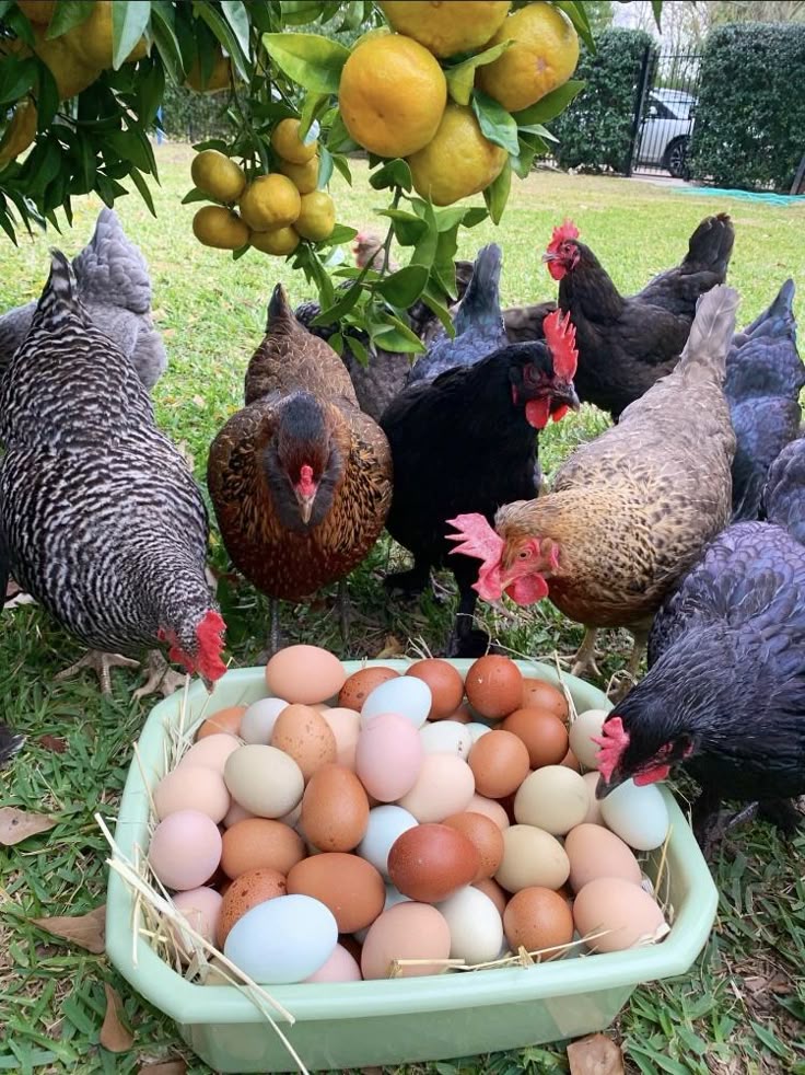 Tray of free-range eggs