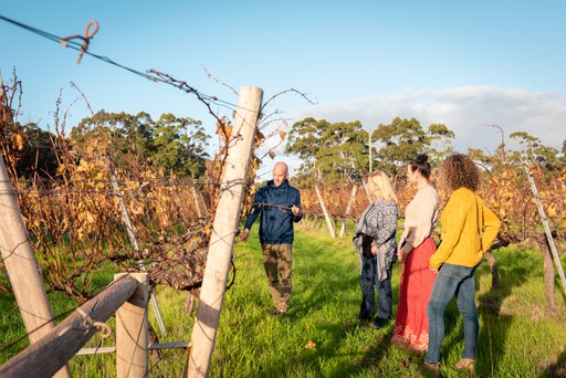 Tour Guide shows and explains about vines and grapes in the vineyard. Group of guests take a close look