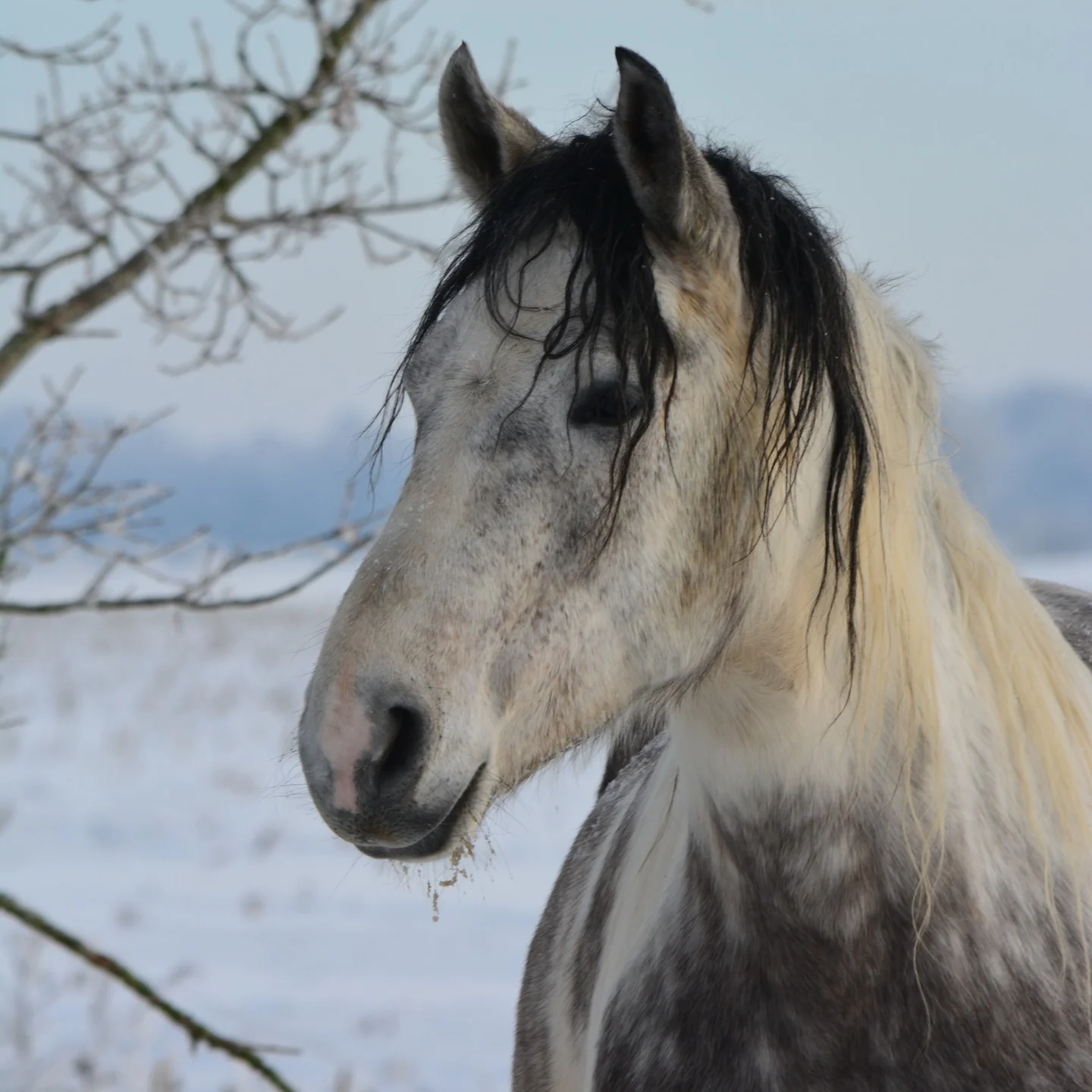 Ein helles Pferd von Simone van Putten im Winter als feinfühliger Co-Therapeut für pferdegestütztes Coaching und Trauerbegleitung mit Pferden.
