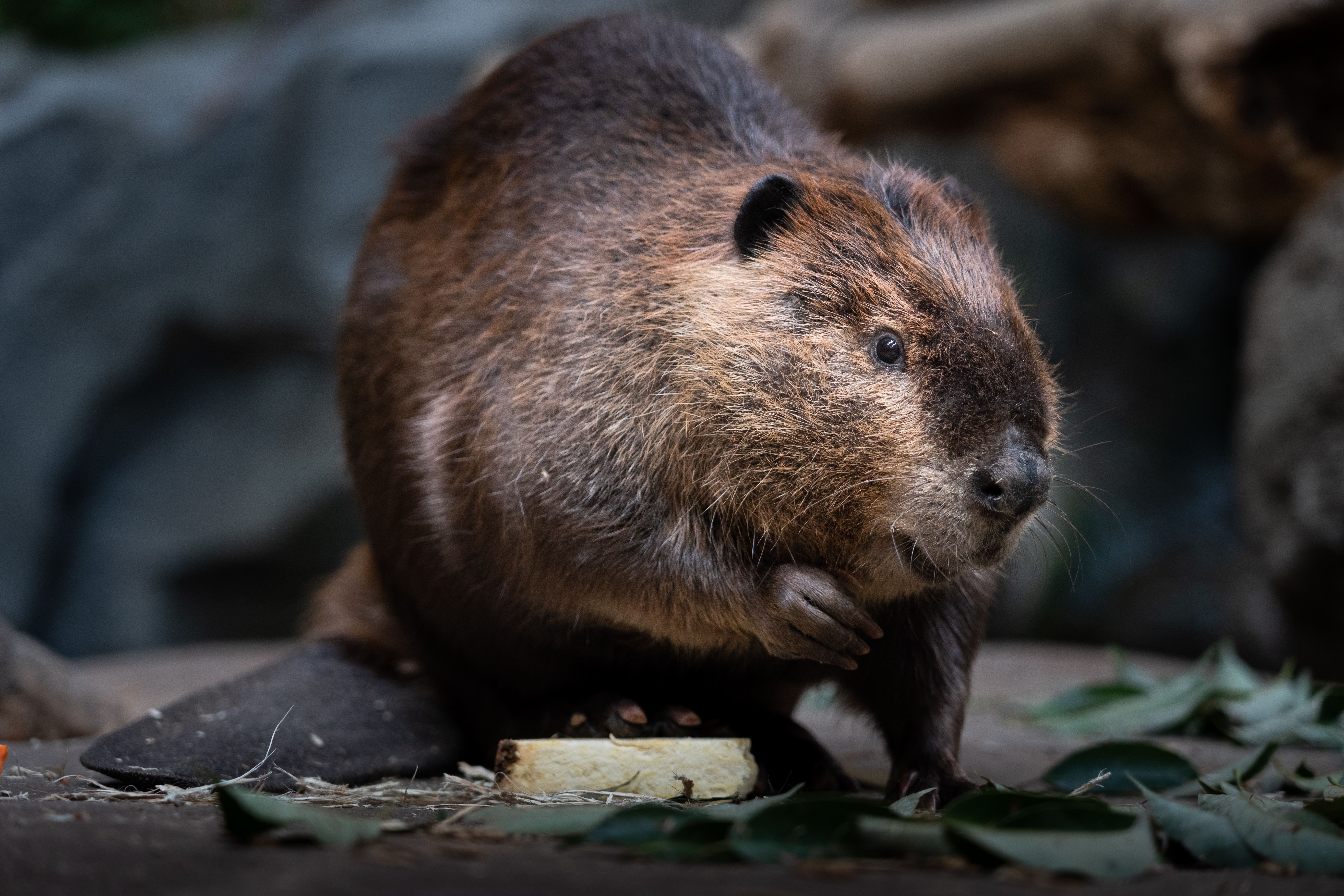 London beavers intervene to prevent flooding at Greenford Tube station