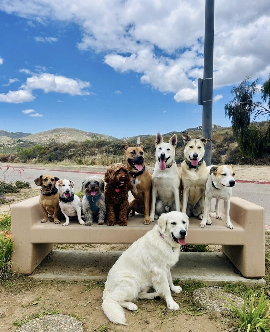 Nine dogs gathered on a bench with the hills behind them