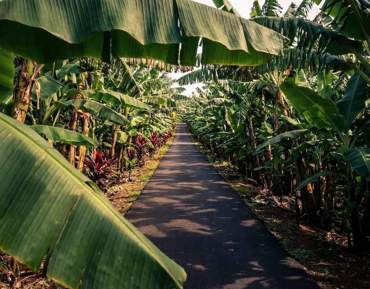 Chemin à travers une bananeraie