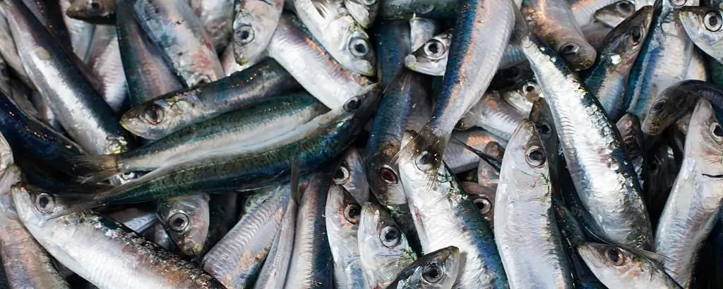 Indian Oil Sardines