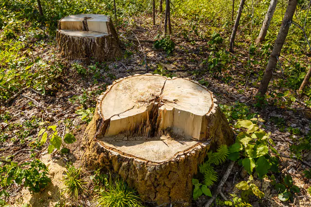 Meridian stump grinding