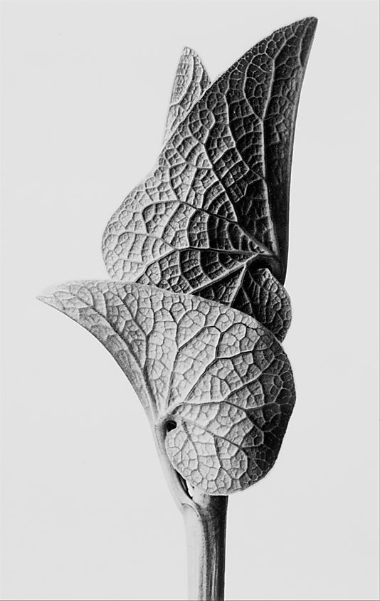 leaf