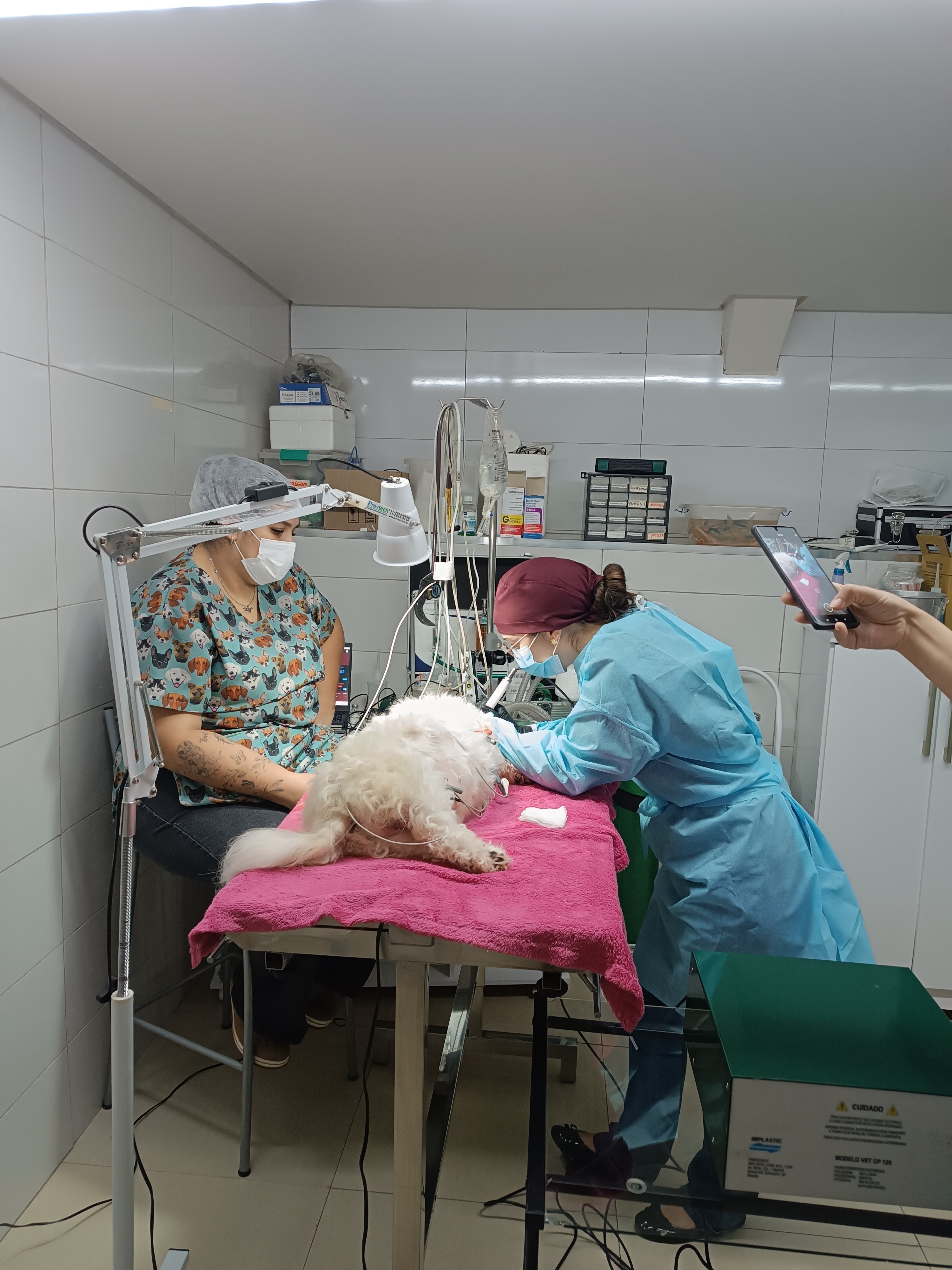 eletroquimioterapia para animais