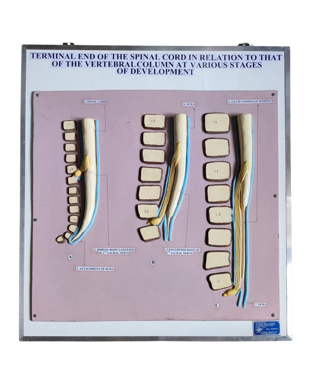 Spinal Cord Development