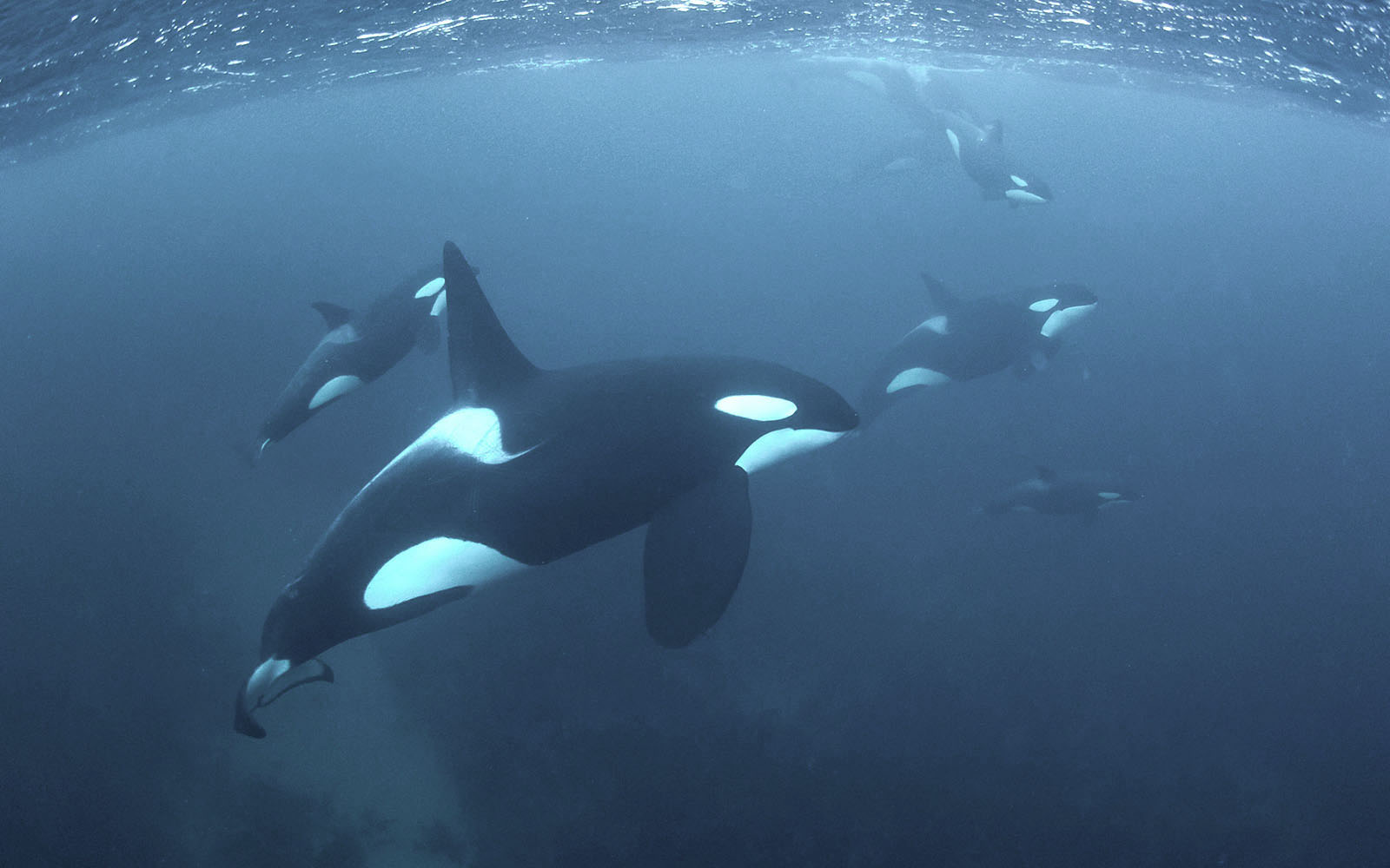 Orcas swimming underwater, captured with photography gear.